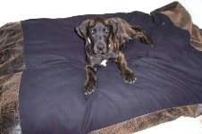 Apollo on his new shredded memory foam black microfiber and bomber leather bed