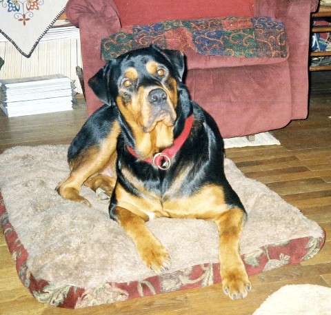 Chuck on Rosie's bed