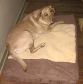 Chief on Chucks Wagg'n NEW bed line, "Rosie's K.i.S.S. made with a Buckskin Faux Leather