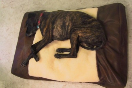 Apollo on his Chucks Chunk bed!