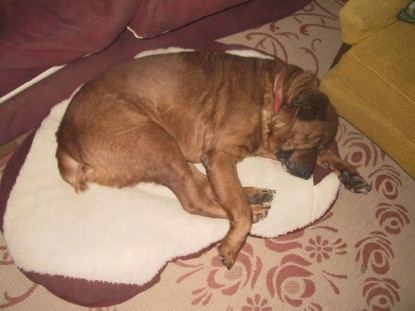 Bear dog on rosebud bed