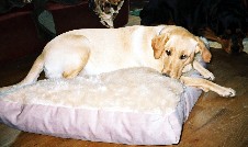 Chief on a shredded memory foam bed with a cream fur microsuede cover