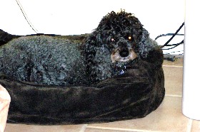 Leo on his doughnut bed