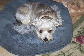 Lex in his doughnut bed