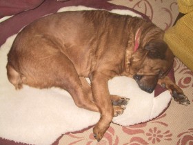 Bear on his rosebud bed