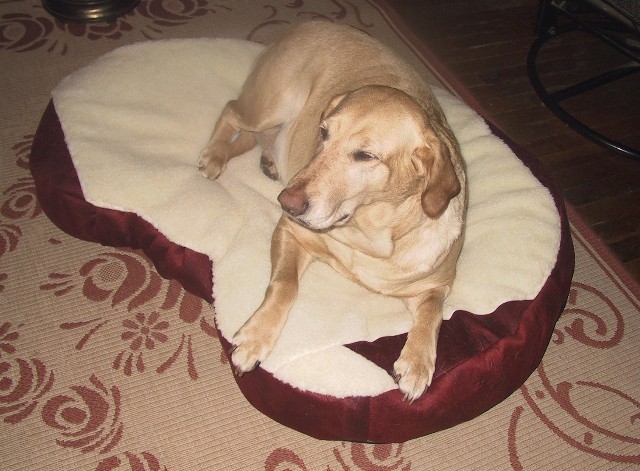 Chief testing a ROSEBUD bed