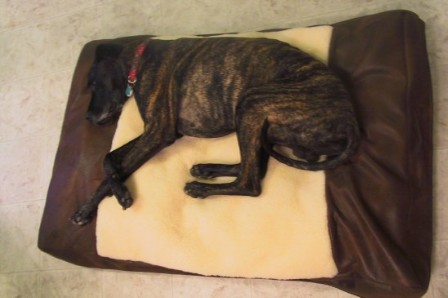 Apollo on his Rosie's K.I.S.S. bed filled with Chucks chunks of 100% memory foam