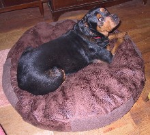 Chuck on a 50" "Hippo" faux leather bed