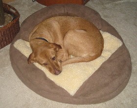 Riley on her new bed