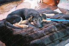 This baby shepard chose this mink fur bed all on her own!
